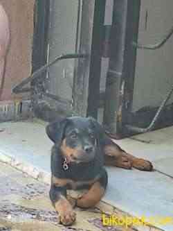 Rottweiler 2 Aylık Erkek 2