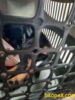 Rottweiler 2 Aylık Erkek 3