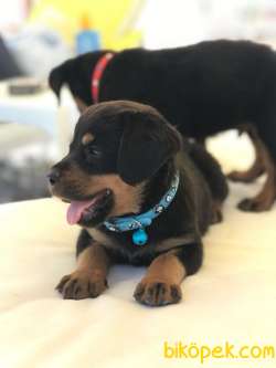 Rottweiler 1