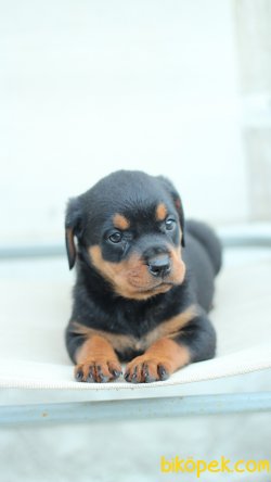 Rottweiler 'Akkuş Üretim Çiftliği' 4