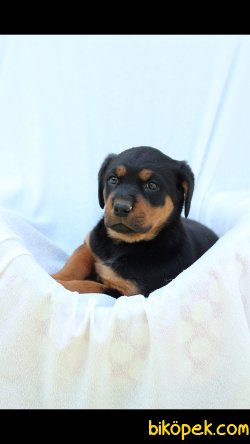 Rottweiler 'Akkuş Üretim Çiftliği' 2