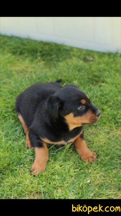 Rottweiler 'Akkuş Üretim Çiftliği' 5
