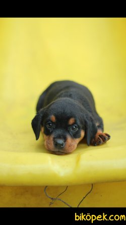 Rottweiler 'Akkuş Üretim Çiftliği' 1