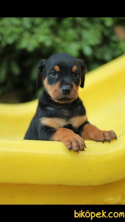 Rottweiler 'Akkuş Üretim Çiftliği' 3