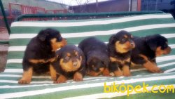 ROTTWEİLER YAVRU 4