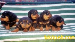 ROTTWEİLER YAVRU 5