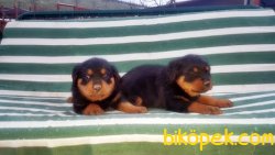 ROTTWEİLER YAVRU 2