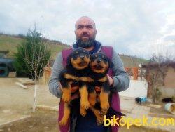 KOCA KAFA ROTTWEİLER YAVRULAR 4