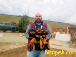 ROTTWEİLER YAVRU 5