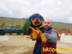 ROTTWEİLER YAVRU 4