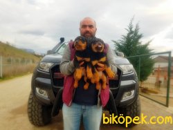 ROTTWEİLER YAVRU 2