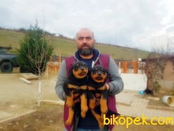 ROTTWEİLER YAVRU 3