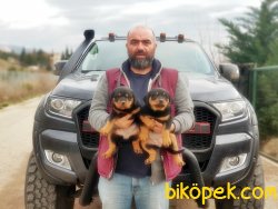 ROTTWEİLER YAVRU 1
