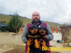 ROTTWEİLER YAVRU 5