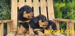 ROTTWEİLER YAVRU 4