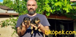 ROTTWEİLER YAVRU 4