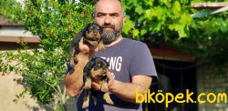 ROTTWEİLER YAVRU 3