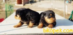 ROTTWEİLER YAVRU 4