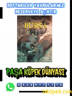 ROTTWEİLER YAVRULAR 4