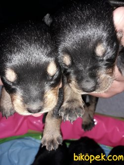 Rottweiler Yavrular 3