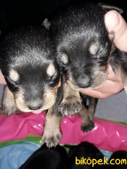 Rottweiler Yavrular 1