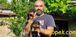 ROTTWEİLER YAVRULAR 3