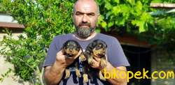 ROTTWEİLER YAVRULAR 2