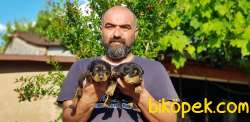 ROTTWEİLER YAVRULAR 5