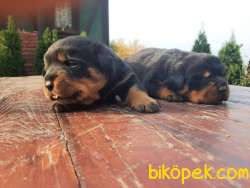 ROTTWEİLER YAVRULAR 4