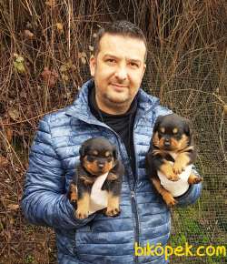 Rottweiler Yavruları 1