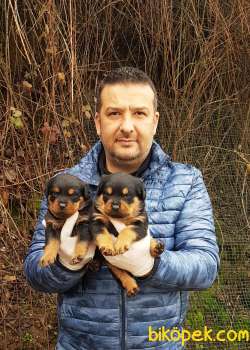 Rottweiler Yavruları 3