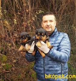 Rottweiler Yavruları 4