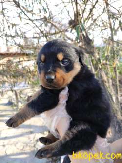 ROTTWEİLER YAVRULARI 2