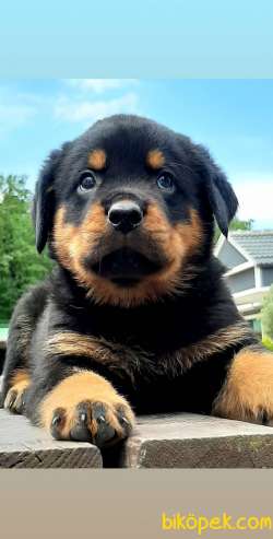 ROTTWEILER YAVRULARI 2
