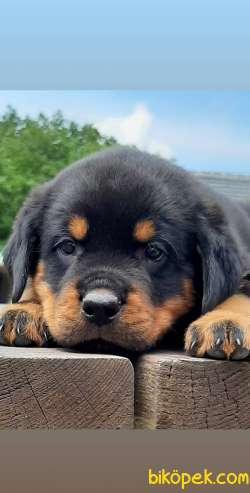 ROTTWEILER YAVRULARI 4