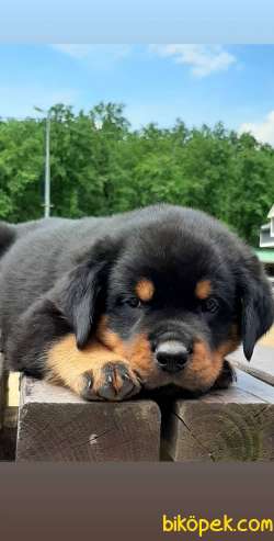 ROTTWEILER YAVRULARI 3
