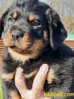 Rottweiler Yavrulari 4