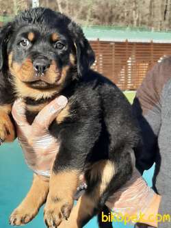 Rottweiler Yavrulari 1