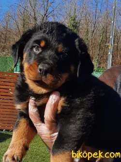 Rottweiler Yavrulari 5