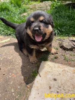 Rottweiler Yavruları 2