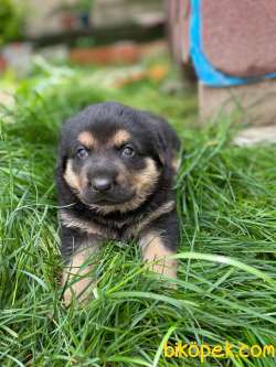 Rottweiler Yavruları 3