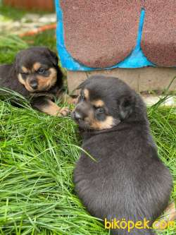 Rottweiler Yavruları 1
