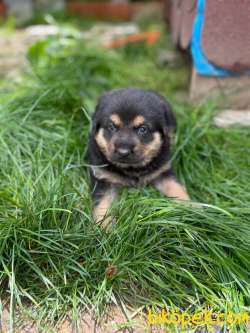 Rottweiler Yavruları 4