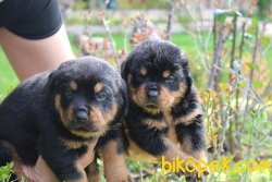 Rottweiler Yavrularim 1