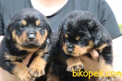 Rottweiler Yavrularim 3