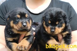 Rottweiler Yavrularim 2