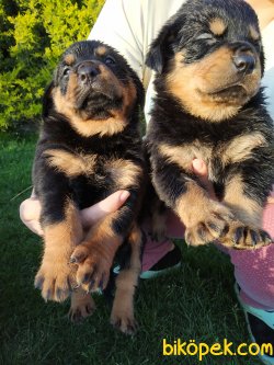 Rottweiler Yavrularim 2