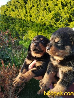 Rottweiler Yavrularim 1