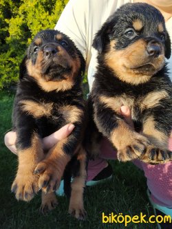 Rottweiler Yavrularim 3