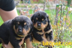 Rottweiler Yavrularim 4